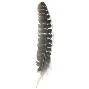 Turkey Feather Wing 10-12