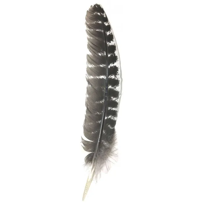 Turkey Feather Wing 10-12
